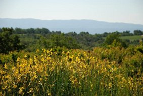 Provence-2008-037